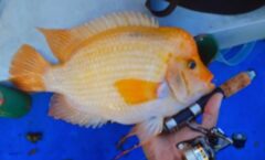 ikan iblis merah danau toba