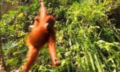 waktu terbaik ke bukit lawang