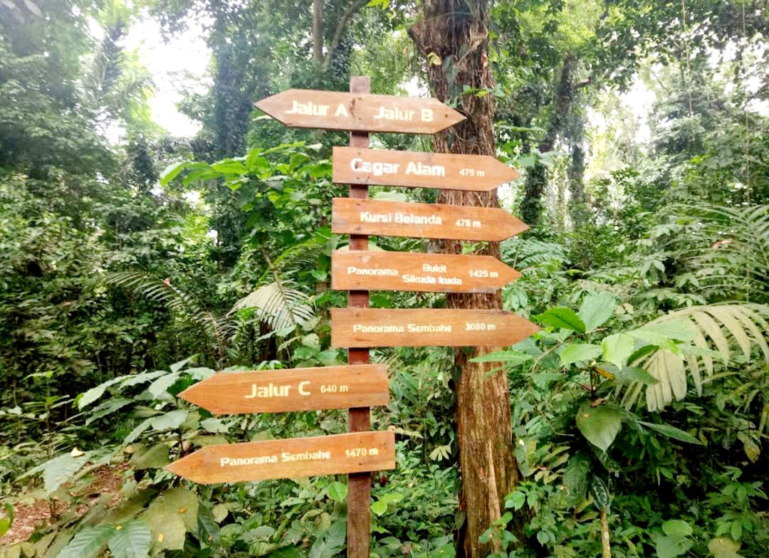 Hutan Rimba Track Hutan Pinus Berastagi – 8 Wisata Pohon Pinus di Berastagi, Karo ...