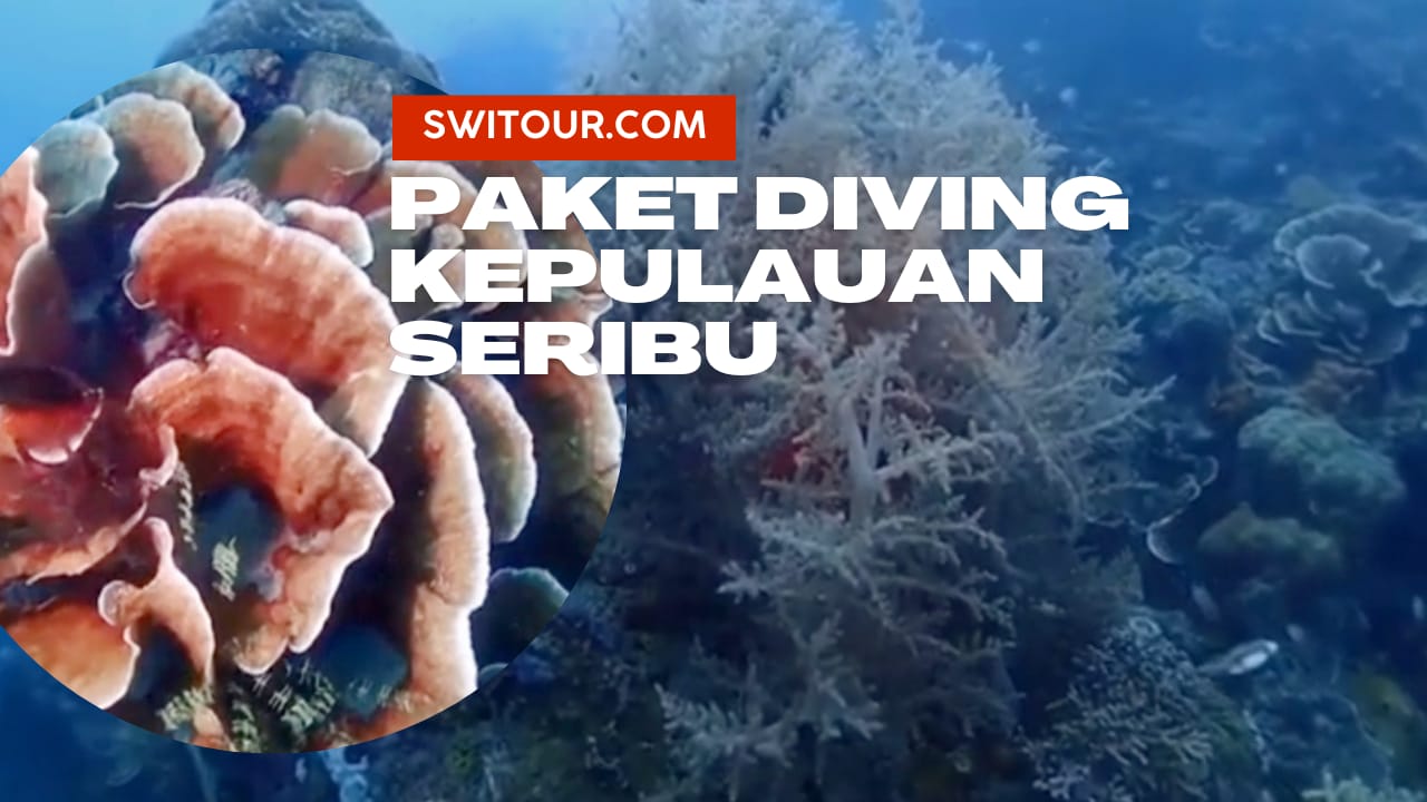 Paket Diving Pulau Seribu